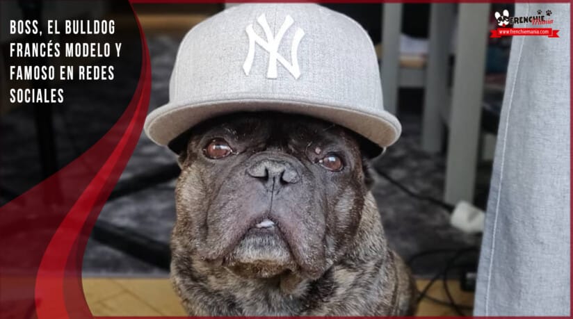 bulldog frances famoso instagram boss