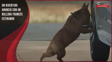 anuncio bulldog frances estiramientos coche
