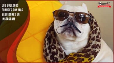 bulldog frances famosos instagram mas seguidores