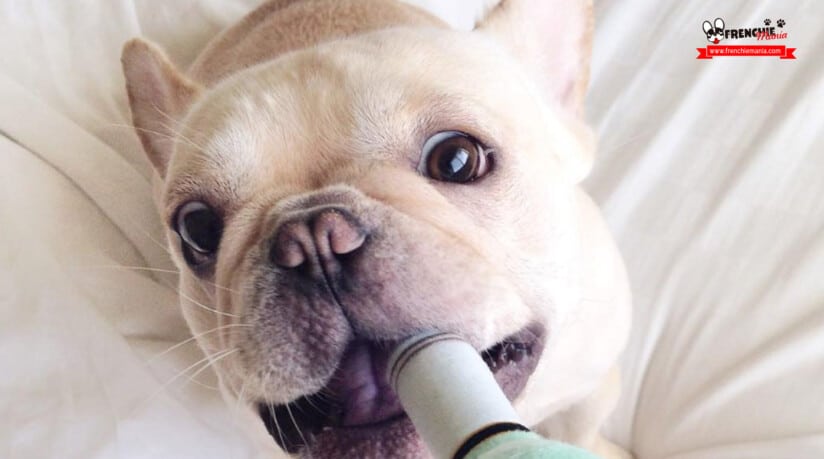 bulldog frances famosos instagram mas seguidores frenchiebutt