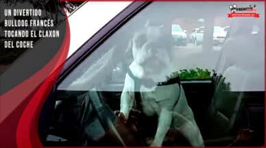 video bulldog frances claxon coche
