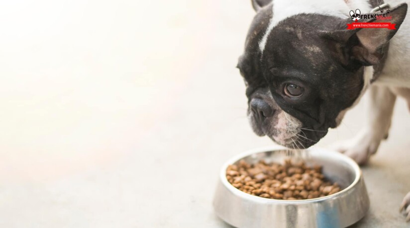 alergias intolerancias alimentarias en perros sintomas soluciones piensos hipoalergenicos