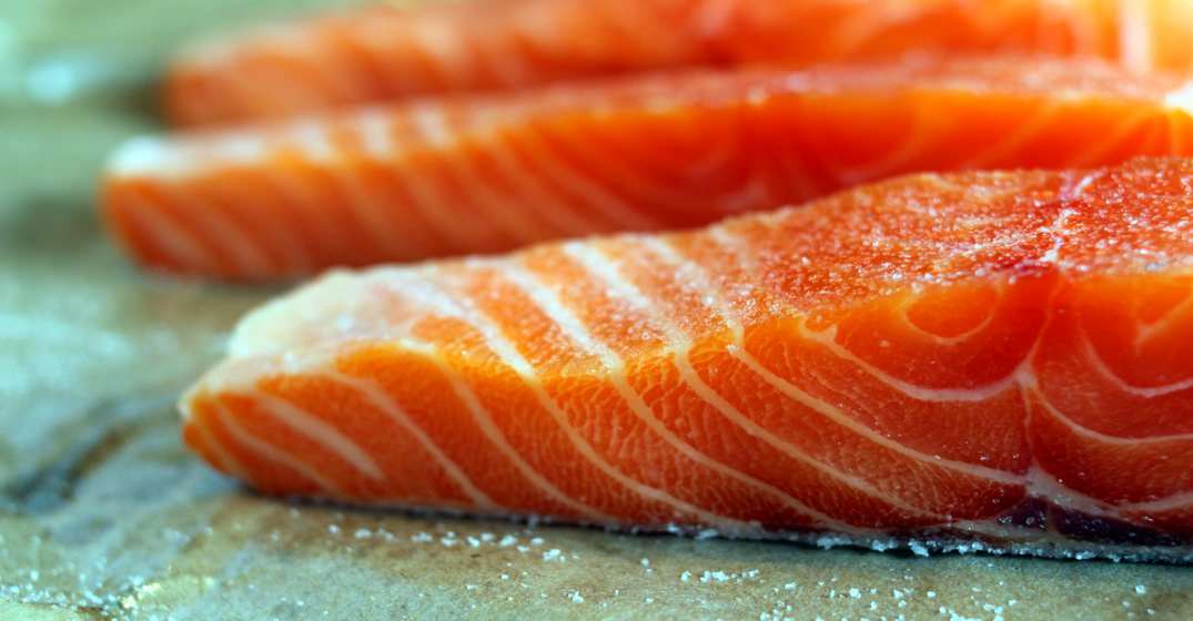 alimentos recomendados para perros salmon
