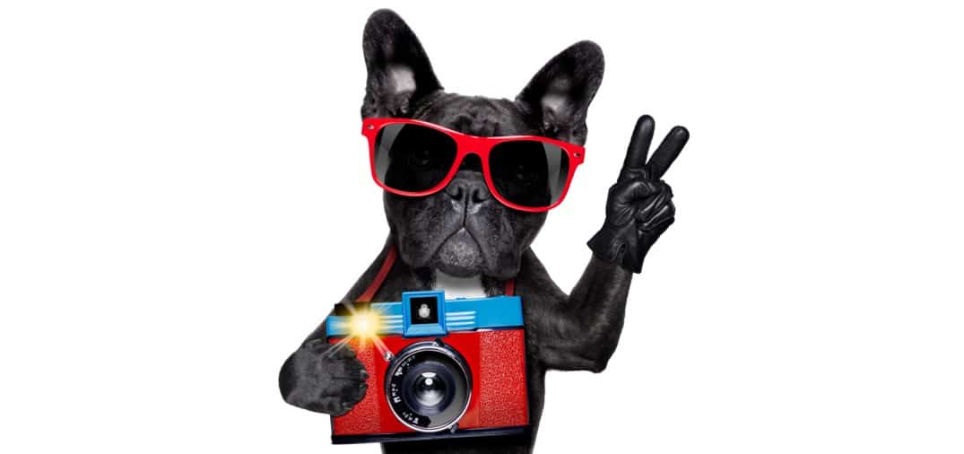 base legal concurso fotos bulldog frances