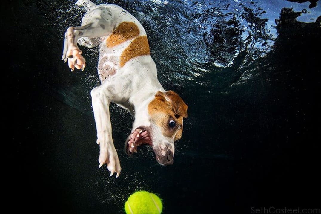 cara perros entrando en el agua