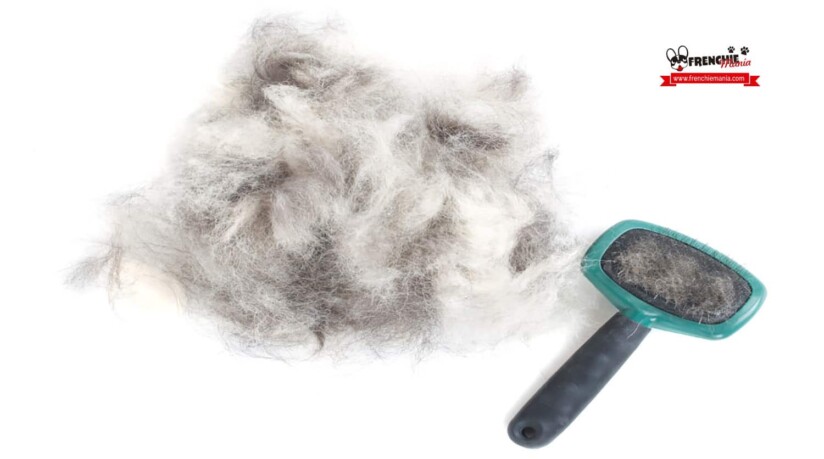 cleaning dog hair tips brush