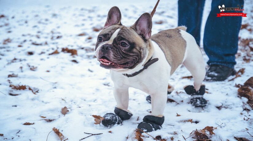 como ir a la nieve con perro