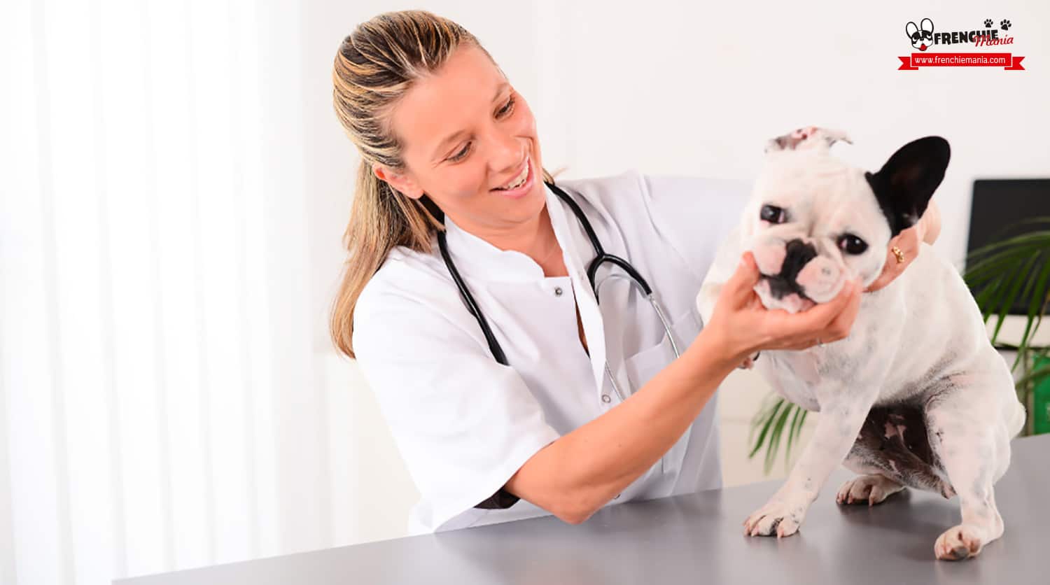 como limpiar ojos perro veterinario