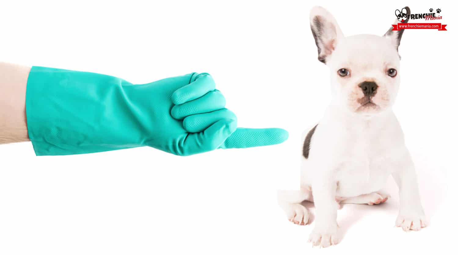como limpiar pelos perro guantes goma