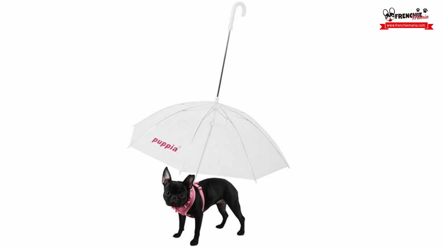 como proteger perro lluvia paraguas para perros