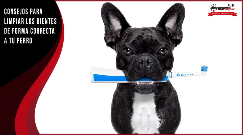consejos limpiar dientes perro