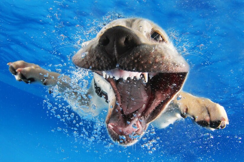 fotografias de perros entrando en el agua
