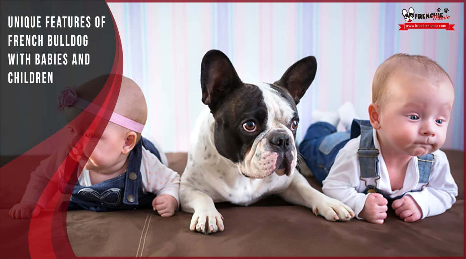 french bulldog babies children features