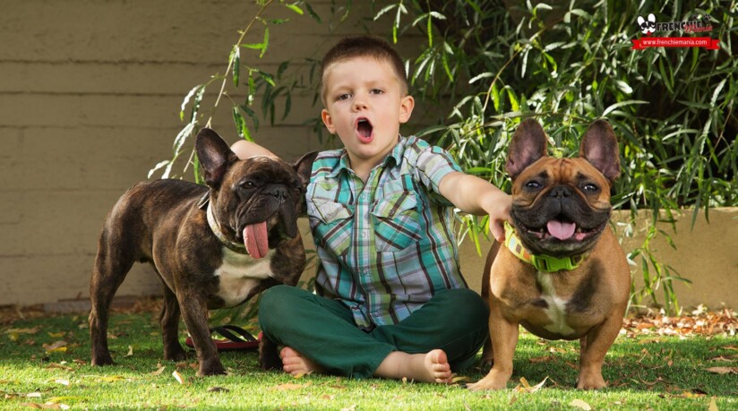 french bulldog babies children features