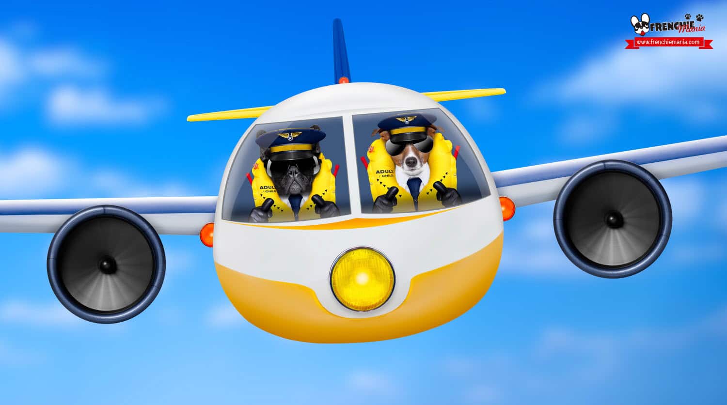 guía como viajar con perro en avion informacion compañia aerea