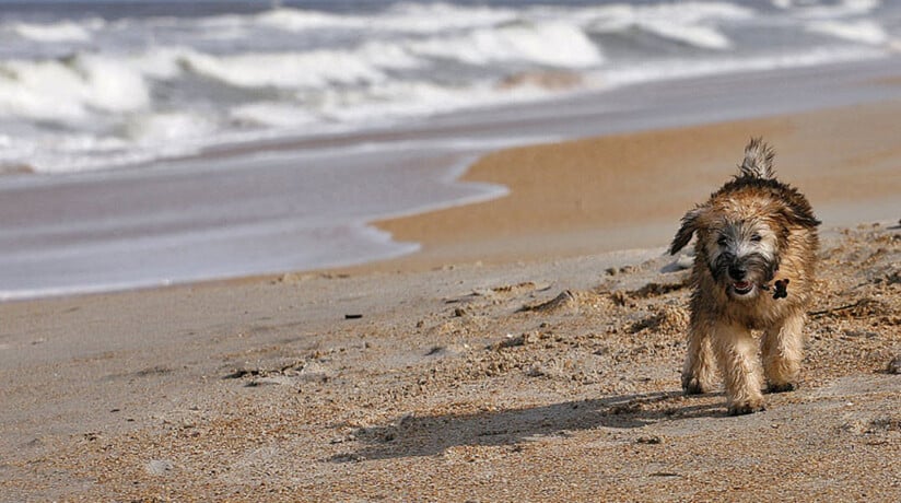 mejores playas para perros españa playa de berria santoña cantabria