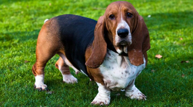 mejores razas perro compañia basset hound