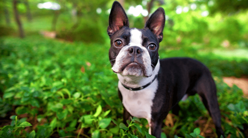 mejores razas perro compañia boston terrier