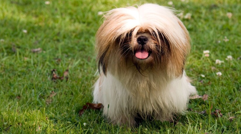 mejores razas perro compañia lhasa apso