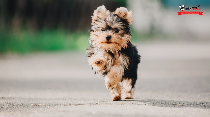 mejores razas perros pequenos yorkshire terrier