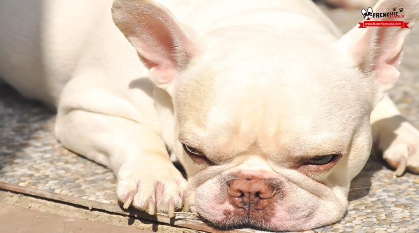 nariz seca agrietada perros cuidados exceso sol