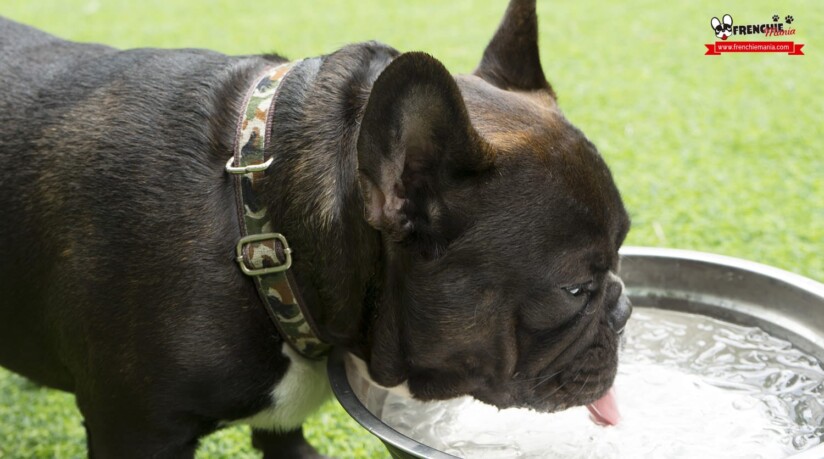 nariz seca agrietada perros cuidados hidratacion agua