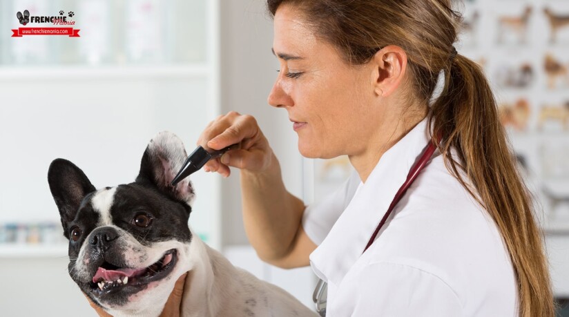 perros sordos causas remedios cuidados
