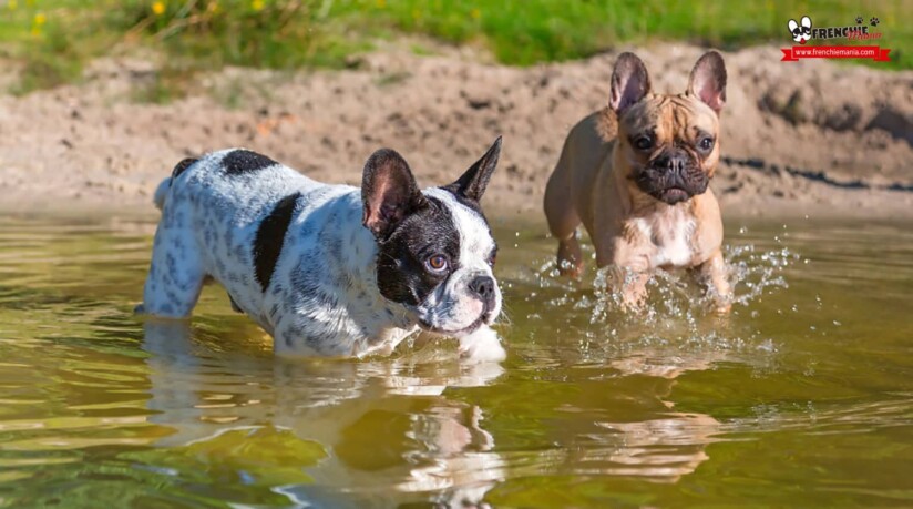 cuidados perros consejos agua no dejarle humedo