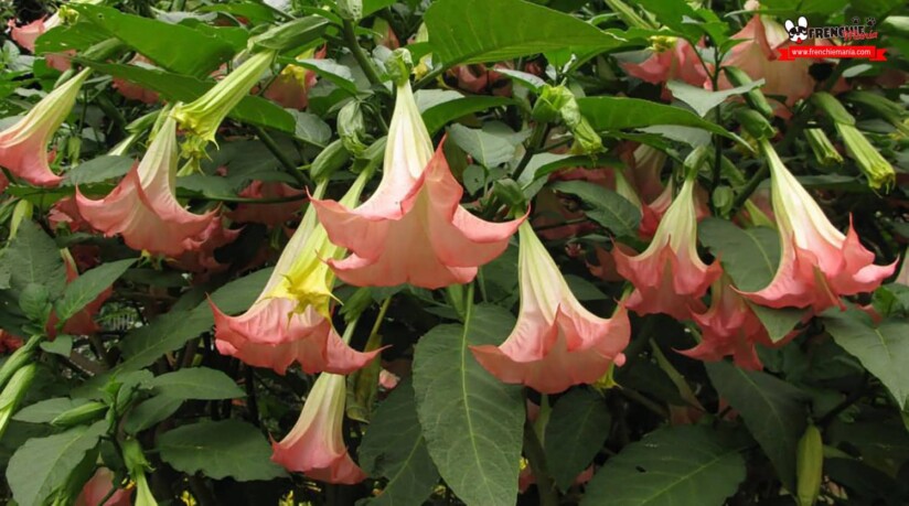 planta hogar venenosa perro hortensia floripondio
