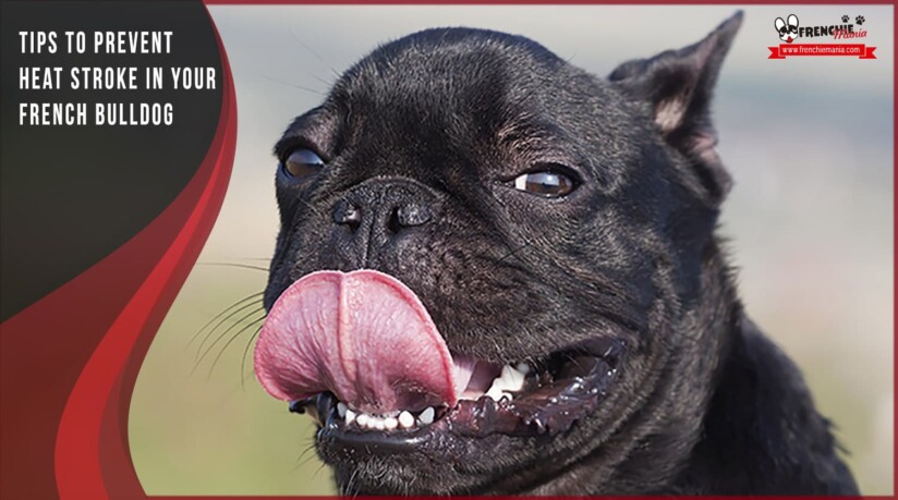 8 Tips to Prevent Heat Stroke in your French Bulldog