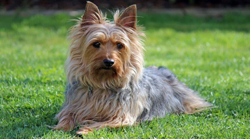 razas de perros pequeños australian silky terrier