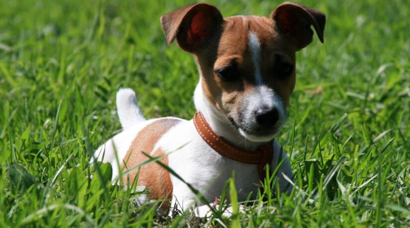 razas de perros pequeños jack russell terrier