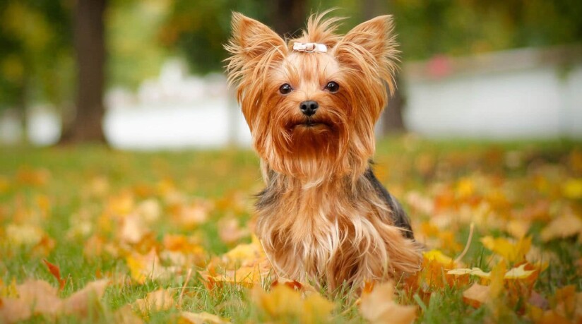razas de perros pequeños yorkshire terrier