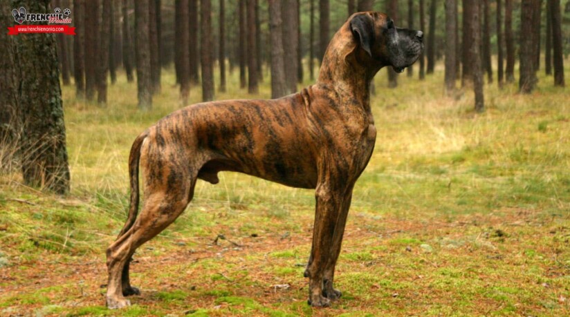 razas perros grandes mundo dogo aleman gran danes