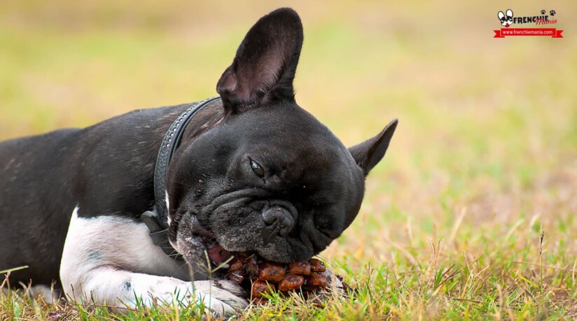reasons not to buy french bulldog dog eat everyhing