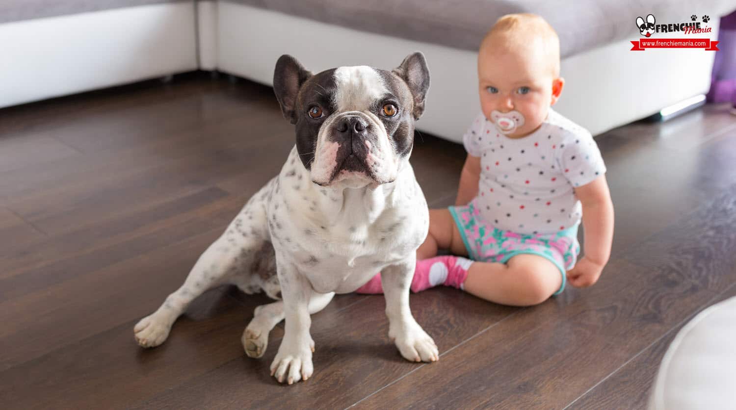 reasons to buy french bulldog dog kids babies