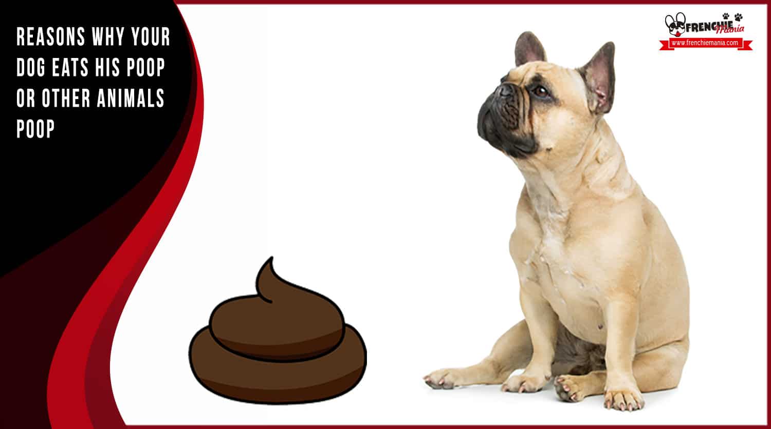 reasons why a dog eats poop