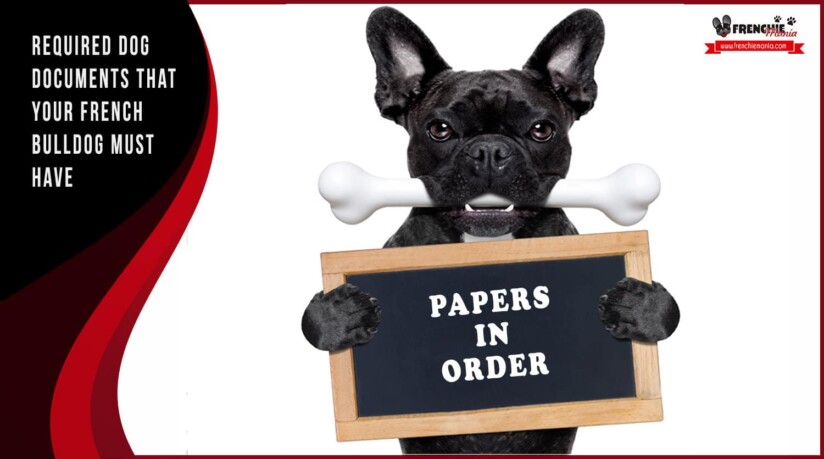 required dog documents