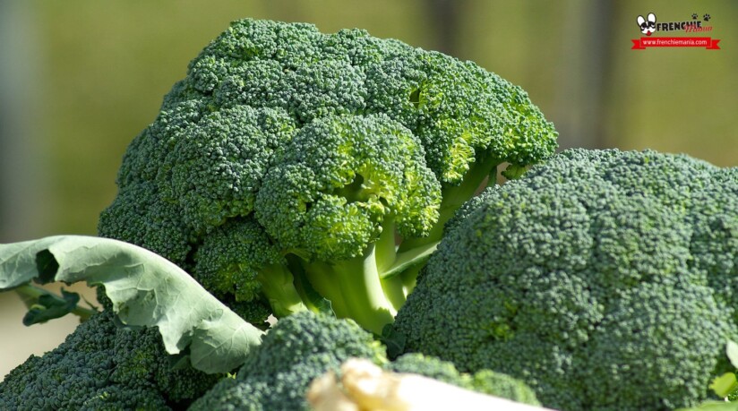 verduras para perros brocoli