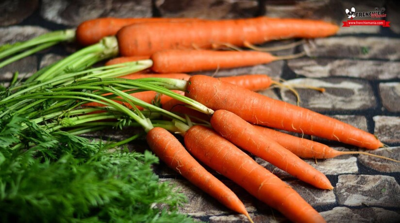 verduras para perros zanahoria