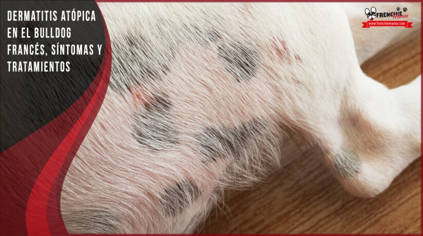 dermatitis atopica bulldog frances enfermedades piel causas sintomas tratamientos